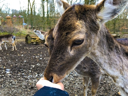 hand feeding, young deer wild roe winter autumn cold weather nature park germany go vegan vegeterian green close up close-upの写真素材