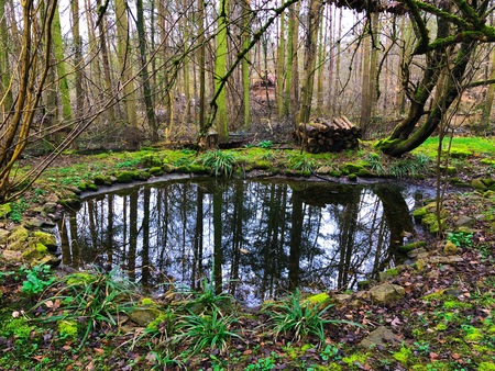 Very small marshy green lake in early spring autumn winter in Germany green Forest Wild Nature Park cold weatherの写真素材