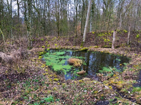 Very small marshy green lake pond in early spring autumn winter in Germany green Forest Wild Nature Park cold weatherの写真素材
