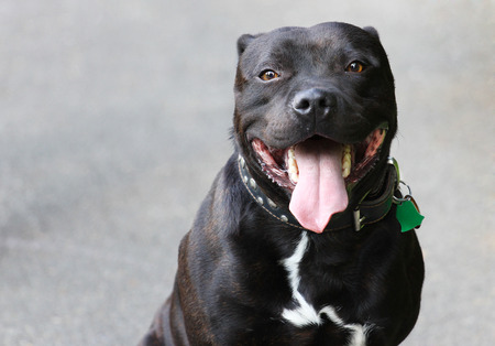 Friendly cheerful dog has a tongue outの写真素材