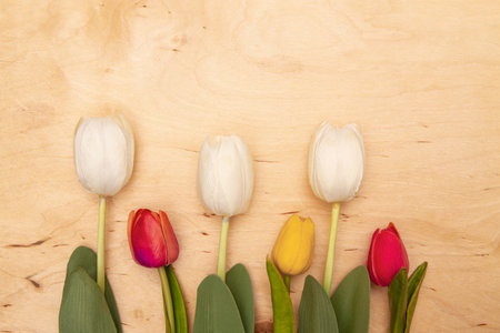 Tulip flowers on wooden background with copy space. Enchanting tulips create a stunning greeting card.の写真素材
