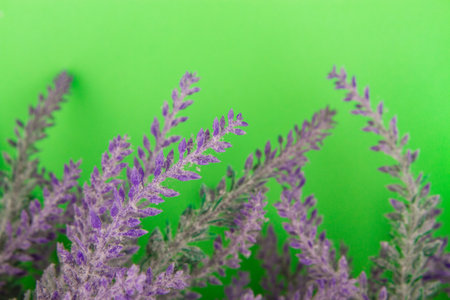 Minimal floral background concept. Blooming lavender on green backdropの写真素材