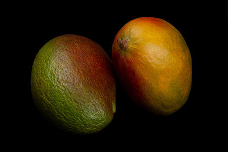 Wrinkled green mango and smooth yellow mango isolated on pure black background.の写真素材