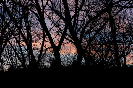 Silhouette of bare tree branches against colorful sunset sky, featuring shades of pink, purple and orange. Peaceful, natural scene evoking tranquility and the beauty of duskの写真素材
