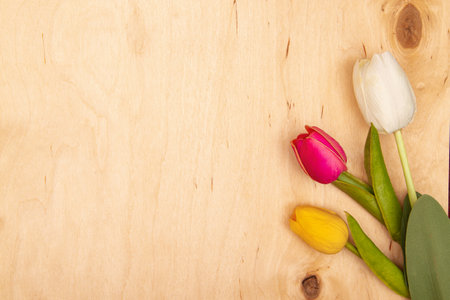Tulip flowers on wooden background with copy space. Whimsical tulips add charm to greeting card.の写真素材