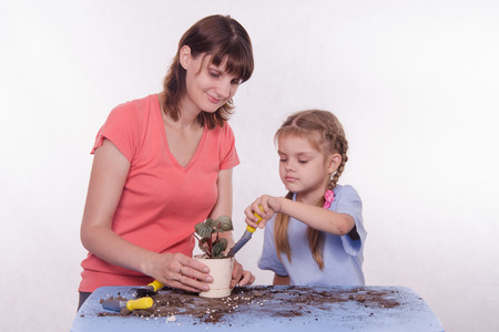 Mom and daughter five-year houseplant transplanted from one pot to anotherの写真素材
