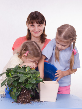 Mom and daughter five-year houseplant transplanted from one pot to anotherの写真素材