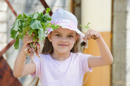 Six year old girl collects radishes from the garden at the cottage