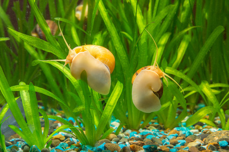 View of the two snails Ampularia a home freshwater aquariumの写真素材