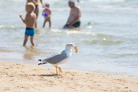 Gulls on the beach seaside dragged a piece of bread rolls from the bag of food with holidaymakersの写真素材