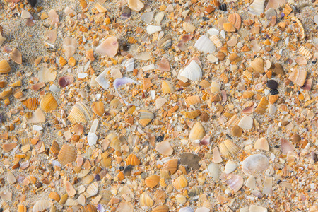 Background of multicolored small seashells lying on the sand of the sea