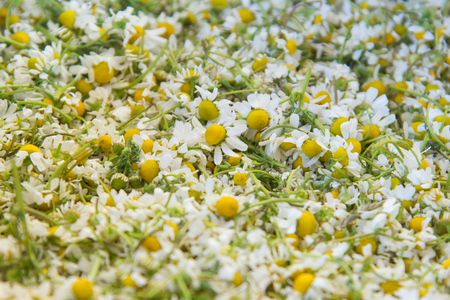 The harvested flowers of chamomile drug, closeupの写真素材