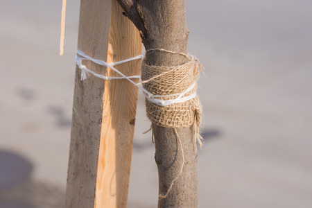 Garter sapling tree with a rope to a wooden barの写真素材