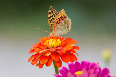 Perlamutrovka Butterfly closeup on a flower collecting nectarの写真素材