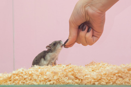 She feeds the hamster seeds, close-upの写真素材