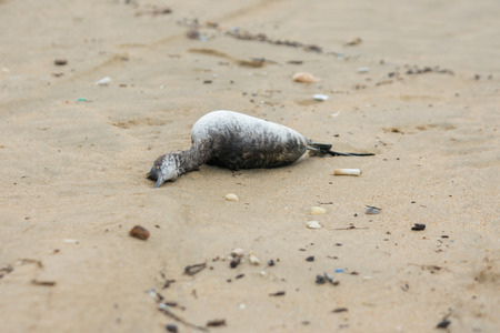 Dead bird on the sandy beach of the seasideの写真素材