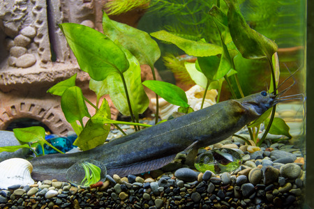 Sludge flies in a freshwater aquariumの写真素材