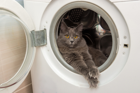The domestic cat sits in the washing machineの写真素材