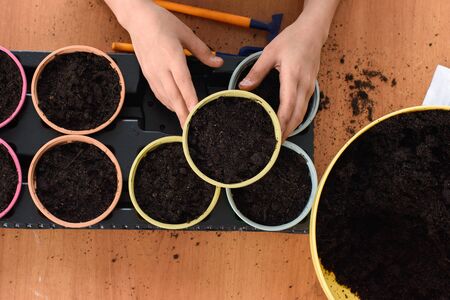 Top view on pots with seedlings, children's hands took one of the pots background
