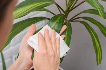 Girl wipes dust from long-stemmed indoor plantsの写真素材