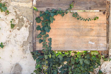 A boarded up window with old plywood overgrown with ivy and a fragment of the wallの写真素材
