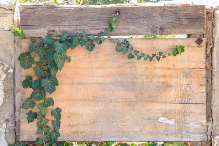 A boarded up window with old plywood, an ivy branch grows on the plywoodの写真素材