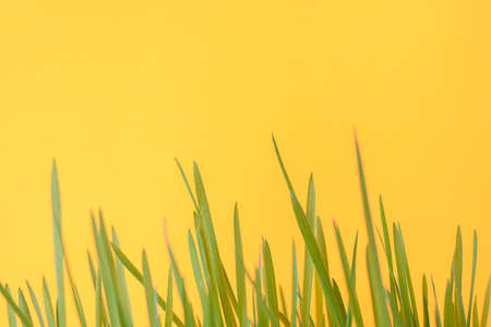 Green sprouts of a lawn close-up on an orange backgroundの写真素材
