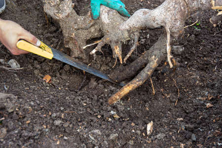 Sawing with a saw to remove a tree stump in the garden