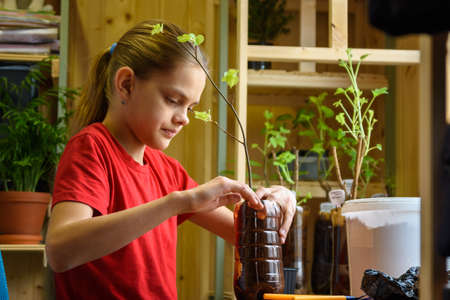 A girl plants seedlings of fruit plants in plastic bottles for the gardenの写真素材