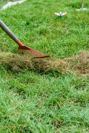 Hand-picking of cut grass with a fan rakeの写真素材