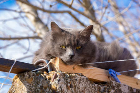 Funny cat lies on the fence, close-up portraitの写真素材