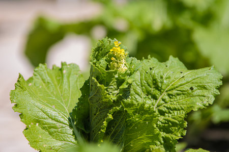 Blooming arrow of Chinese cabbage close-up