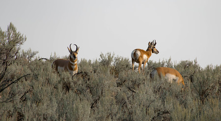 Pronghorn Spotting - Antelope like ruminant in the the plains of Western North America; now greatly...