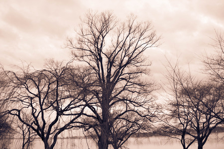 Haunted Treesの写真素材