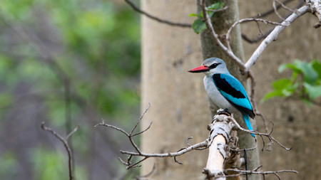 The Woodland Kingfisher is easily recognizable by its flashy blue feathers and distinctive red and...