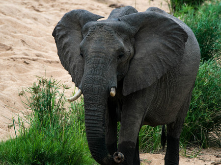 World's largest land mammal - African elephants are the world's largest land animals. The trunk is an extension of the upper lip and nose and is used for communication and handling objects, including food.の写真素材