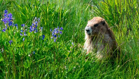 Marmot spotting in Hurricane Ridgeの写真素材