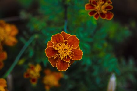 Flower Bloom in the early morning