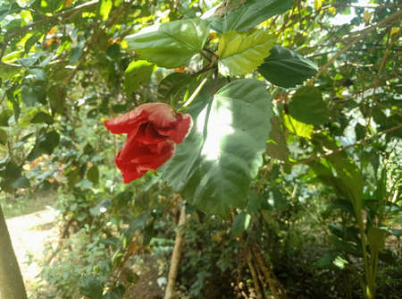 nature photography and smartphone photographyの写真素材