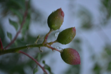 Buds and leaves of a bush with water drops after rain.の写真素材
