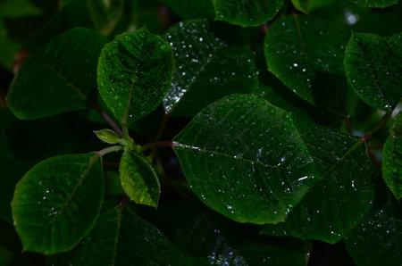 Green leaves with drops of water after rain. Natural green background.の写真素材