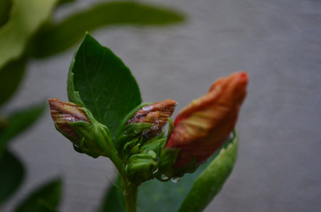 Hibiscus flower buds and leaves with water droplets.の写真素材