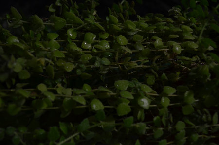 Green leaves on a dark background, close-up, selective focusの写真素材
