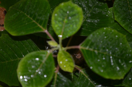 Water droplets on the leaves of a tree in the rain.の写真素材