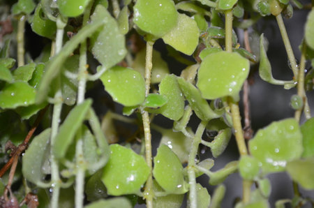 Close-up of a small green plant with water droplets.の写真素材
