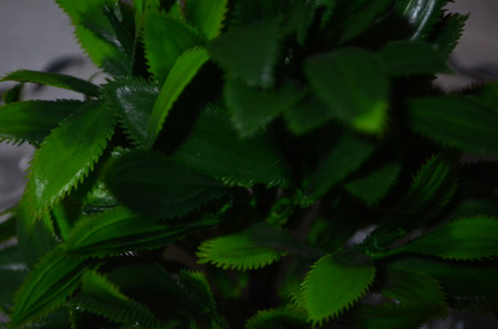 Green leaves of a plant in a pot on a gray background.の写真素材