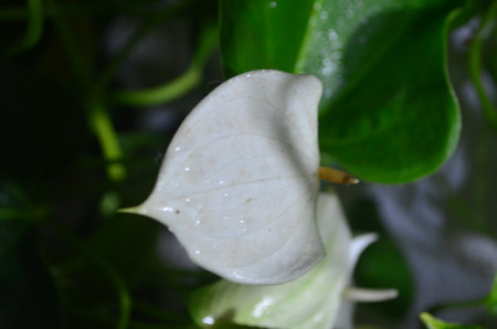 White Anthurium flower with green leaves in a botanical gardenの写真素材