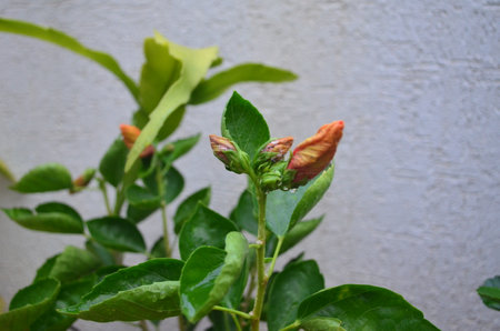 Hibiscus flower in the garden. (Malaysia)の写真素材