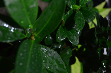 Green leaves with water drops. Green leaves background. Green leaves background.の写真素材