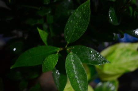 Rain drops on the leaves of a houseplant. Selective focus.の写真素材